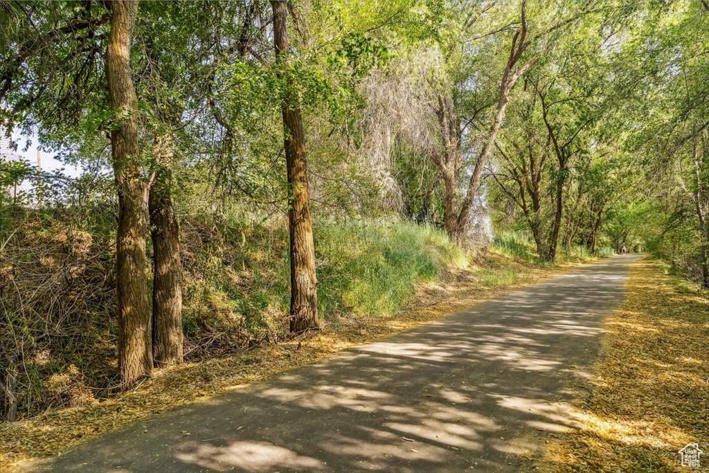 View of road with a forest view