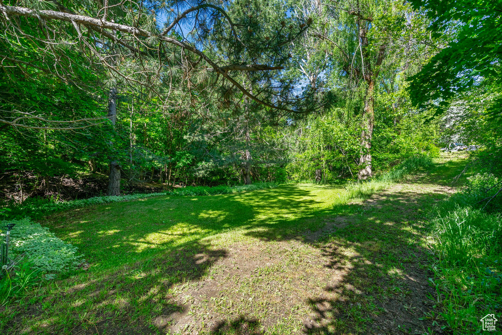 View of grassy yard featuring a view of trees
