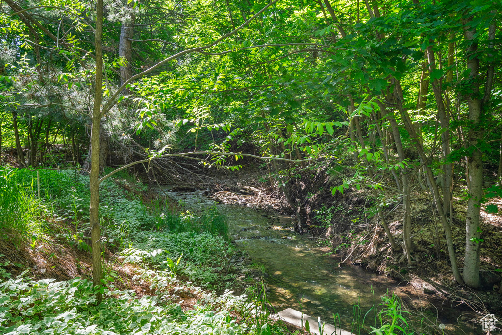 View of local wilderness
