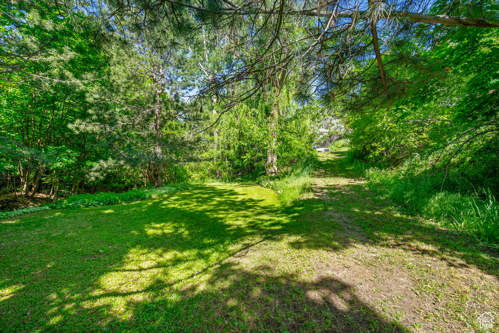 View of green lawn