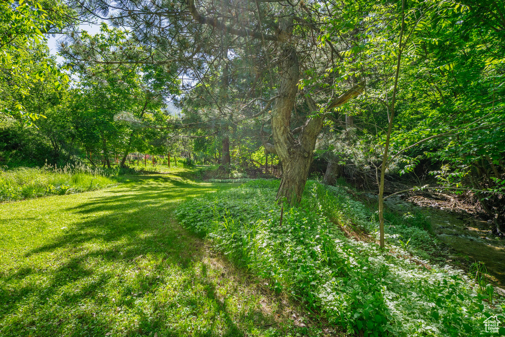View of grassy yard
