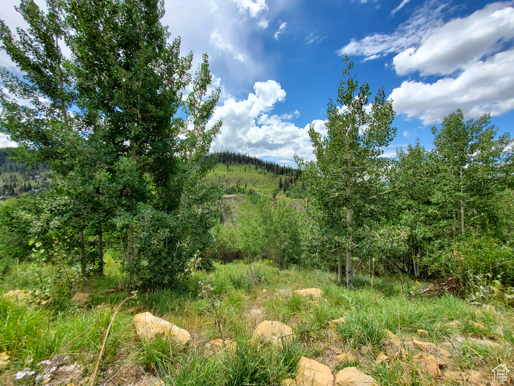 View of wooded area