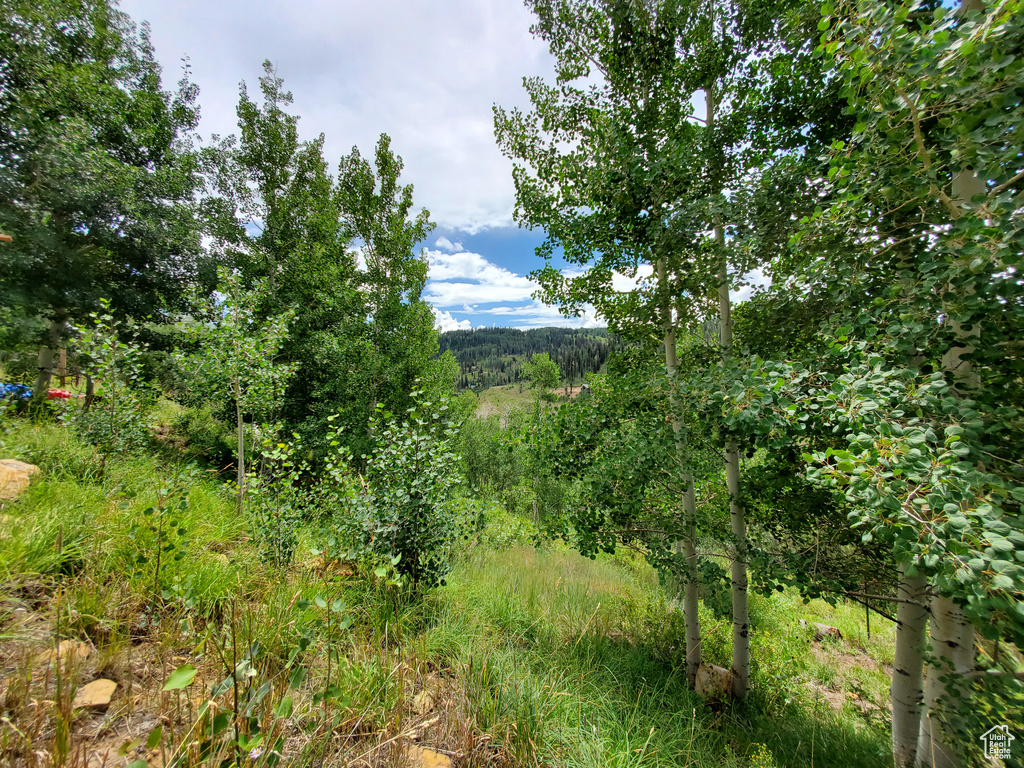 View of woods
