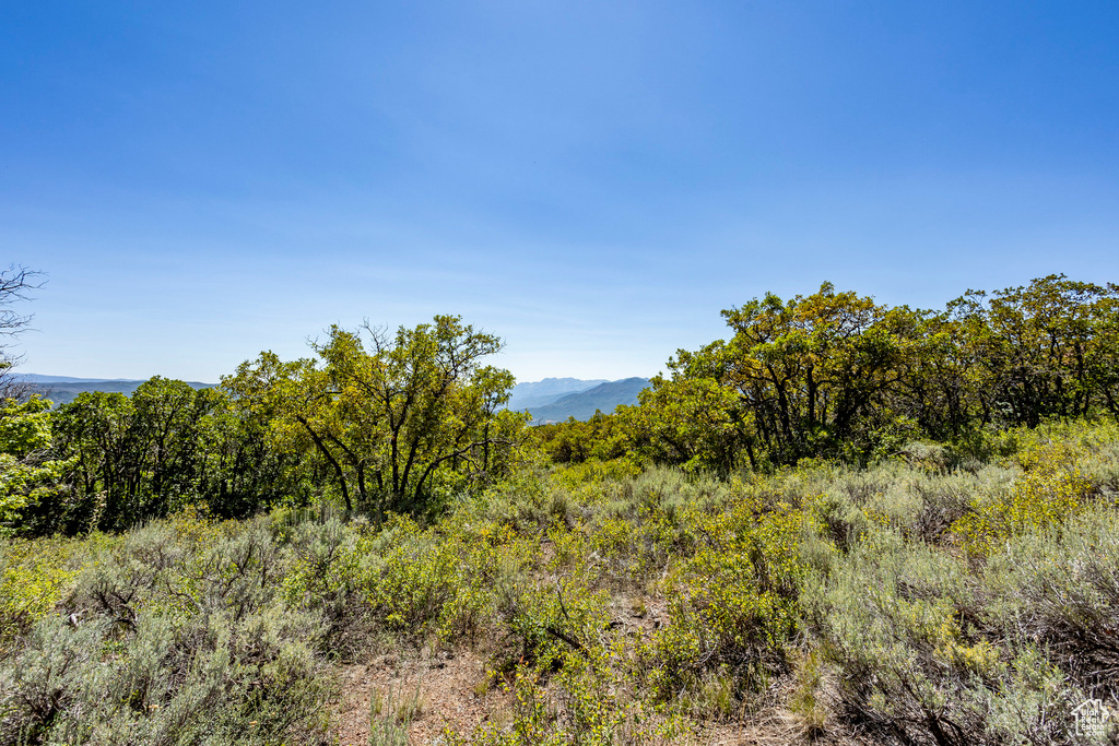 View of local wilderness