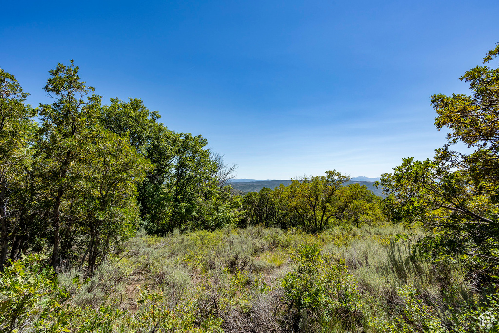 View of woods