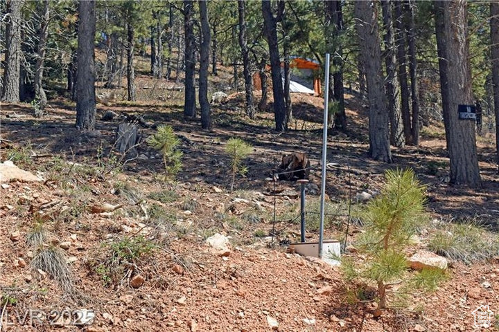 View of local wilderness