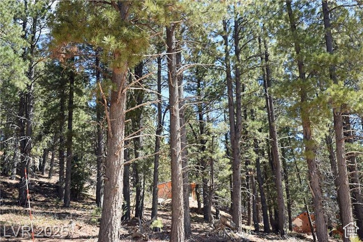 View of local wilderness