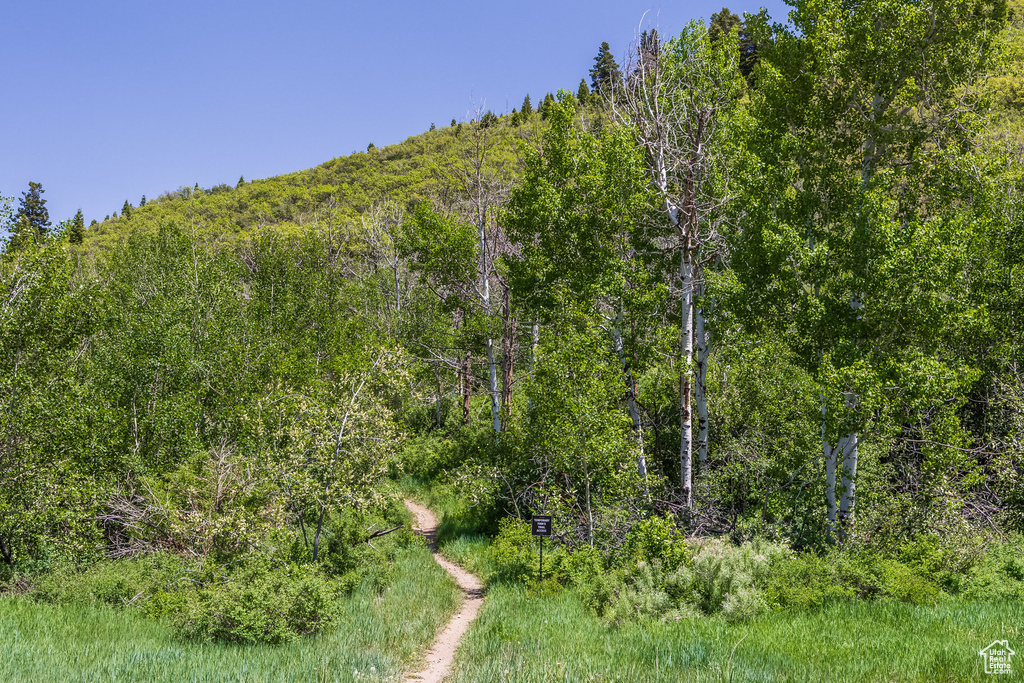 View of tree filled area