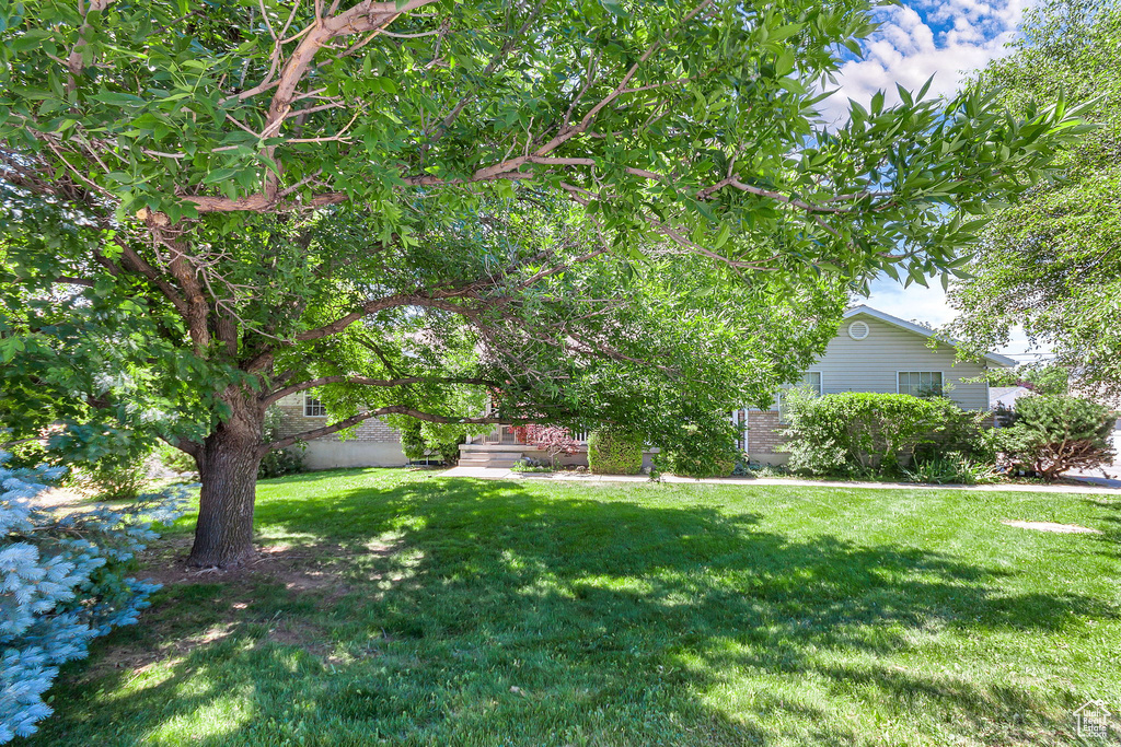 View of grassy yard
