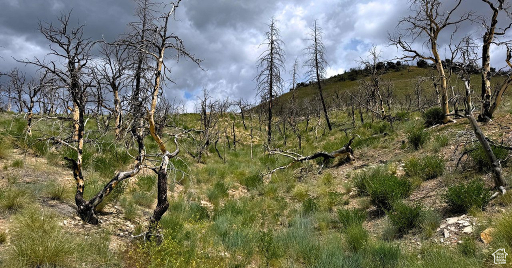 View of local wilderness