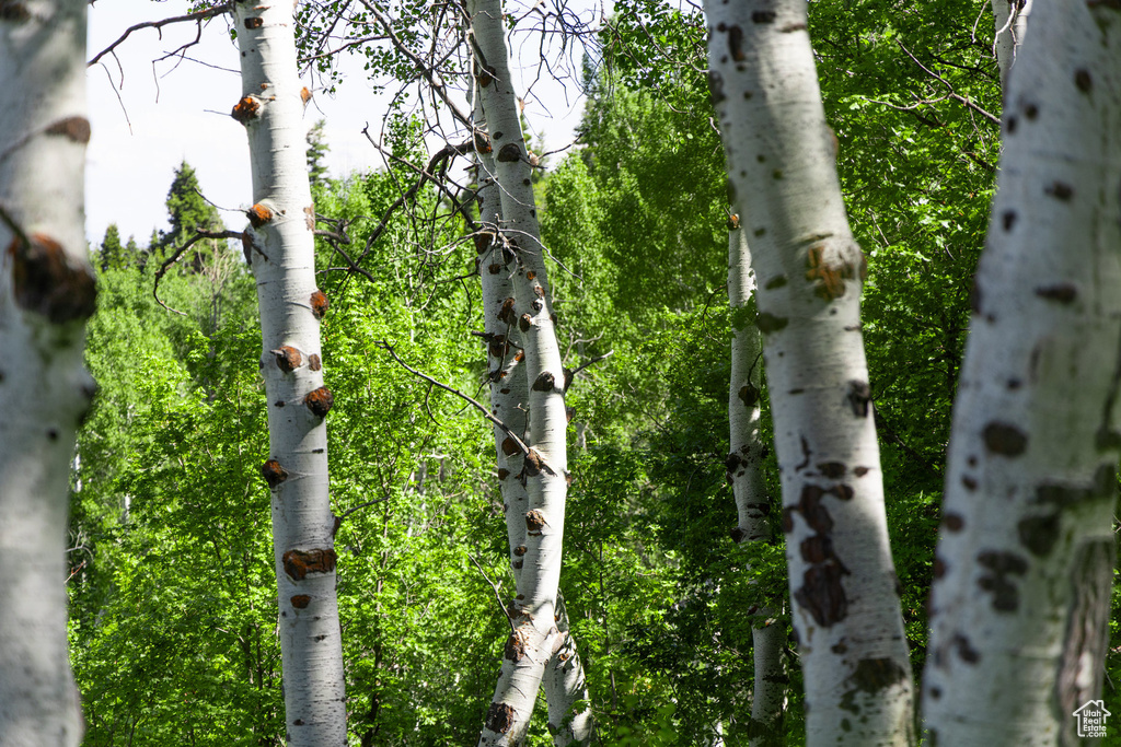 View of woods