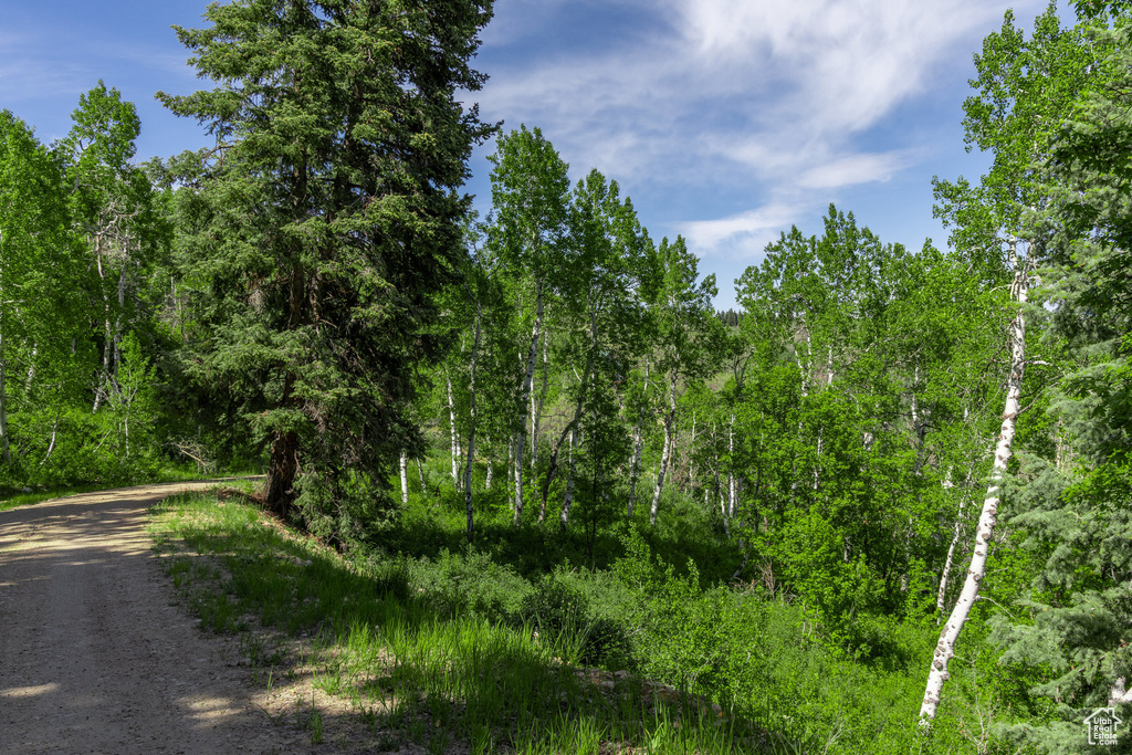 View of woods
