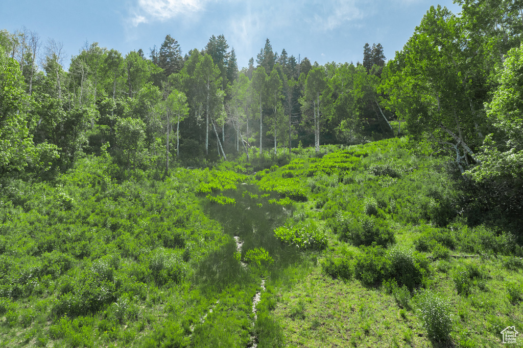 View of tree filled area