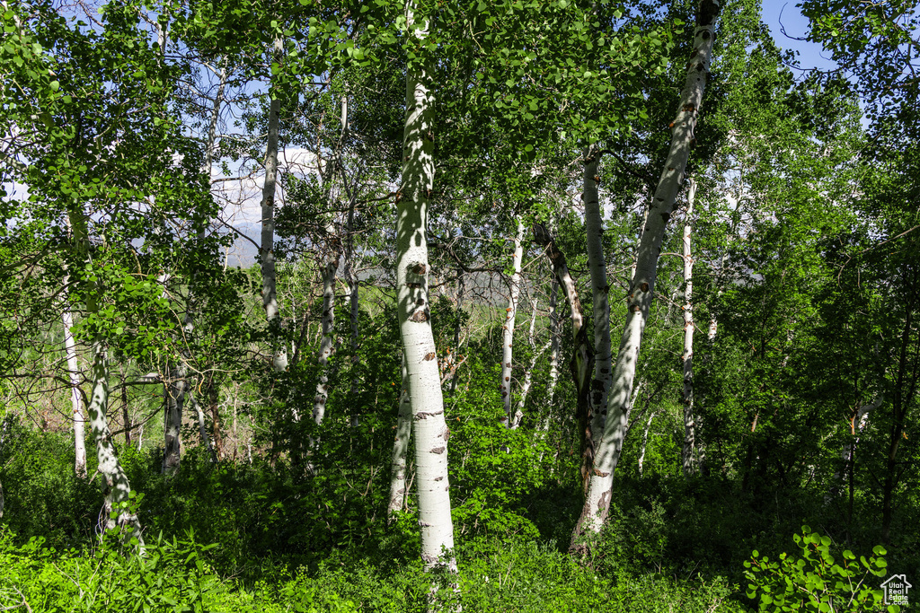 View of undeveloped land
