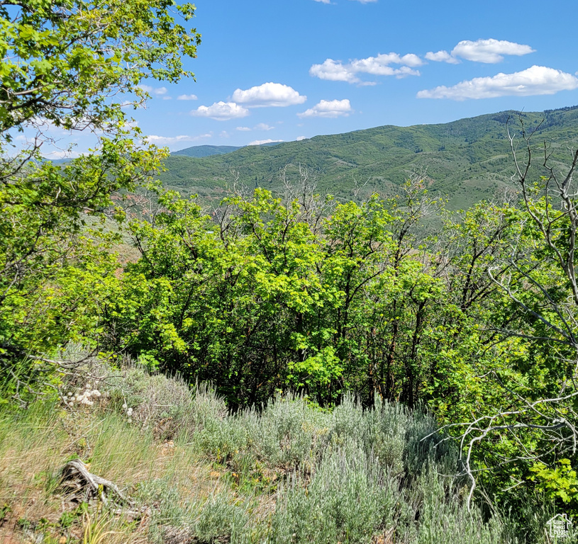 Mountain view with a heavily wooded area