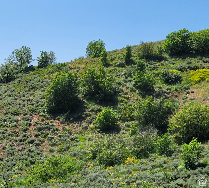 View of local wilderness