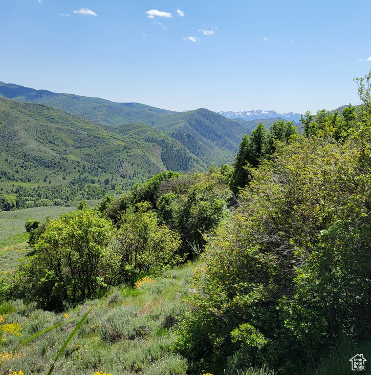 View of mountain background featuring a heavily wooded area