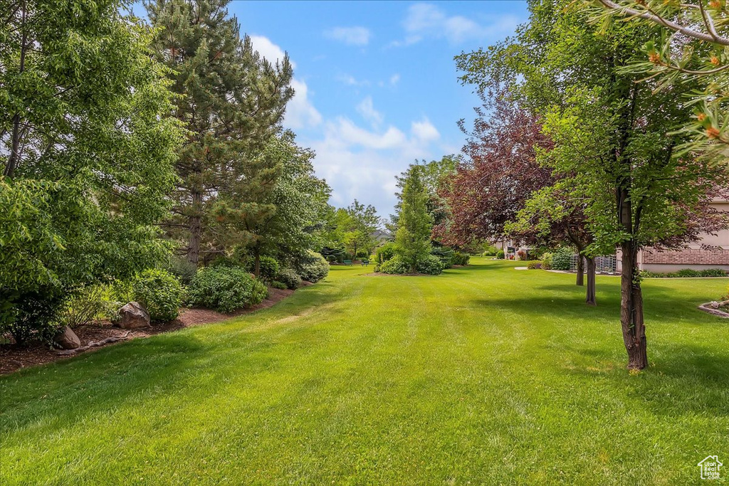 View of grassy yard
