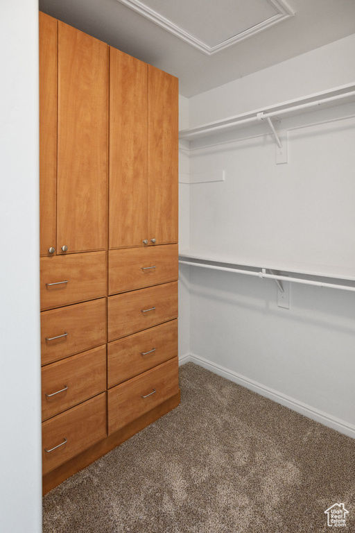 Spacious closet featuring carpet flooring