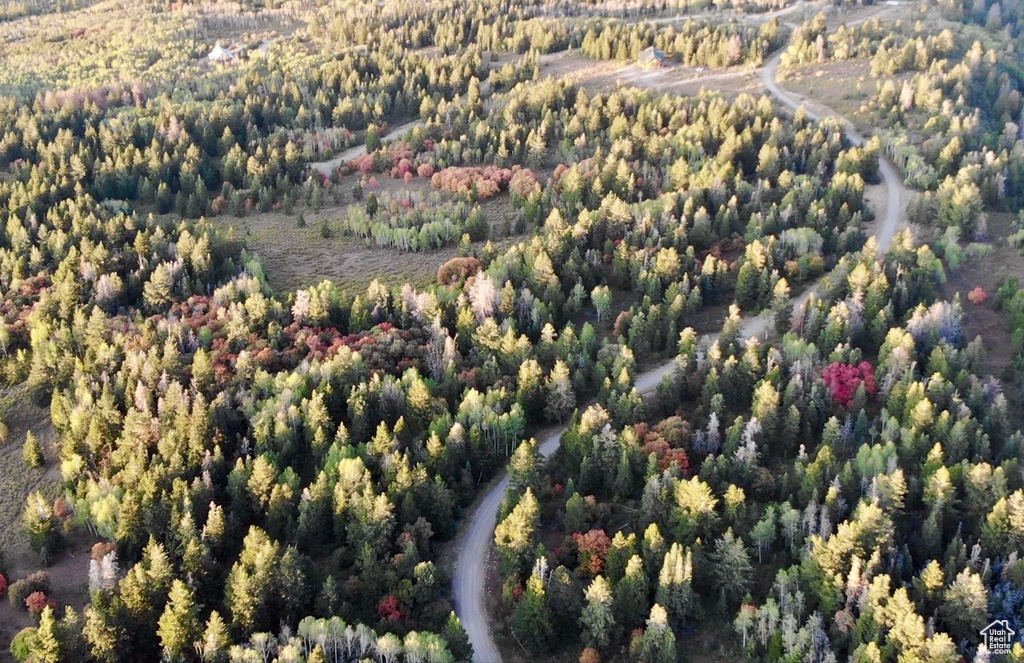 Drone / aerial view of a forest