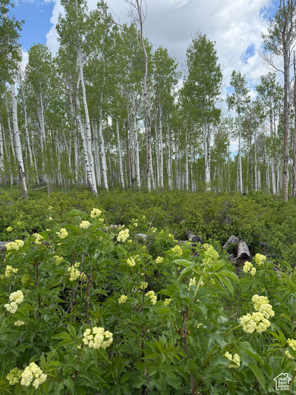 View of undeveloped land