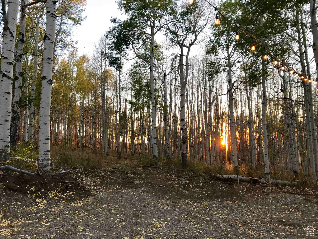 View of tree filled area