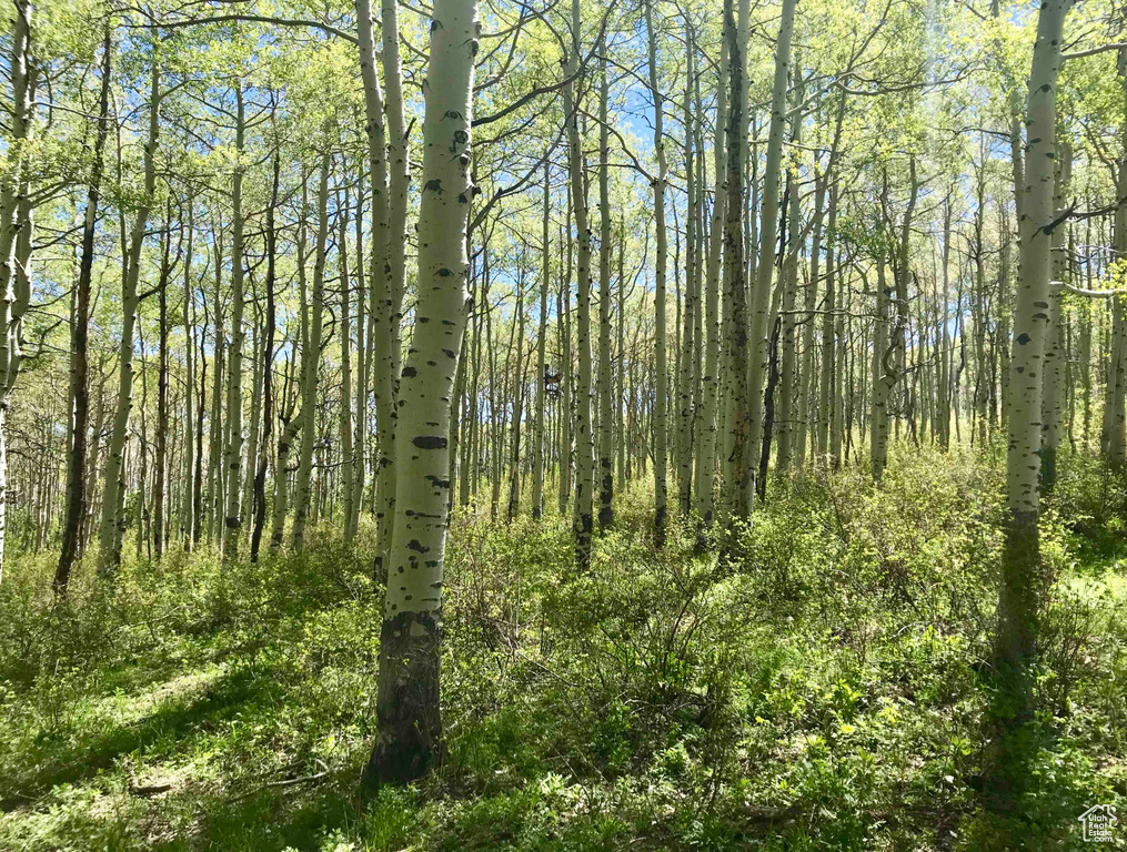 View of woods