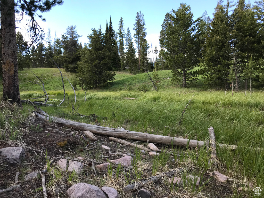 View of local wilderness