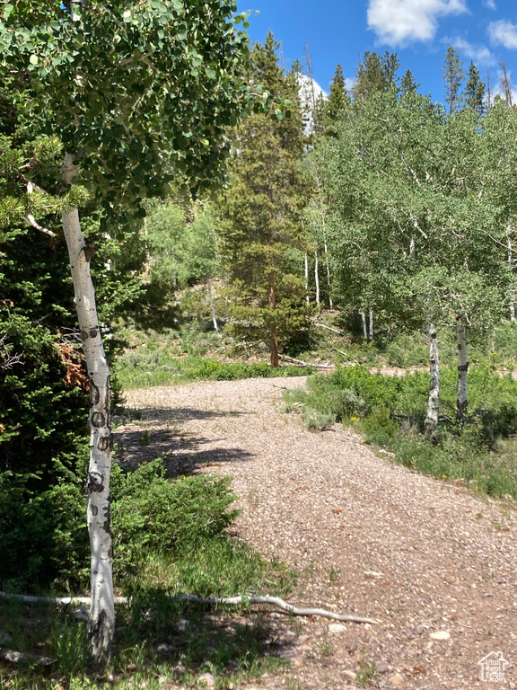 View of local wilderness