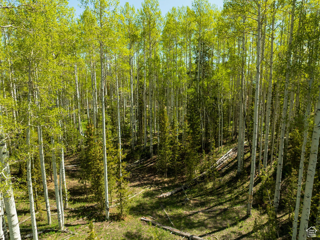 View of local wilderness