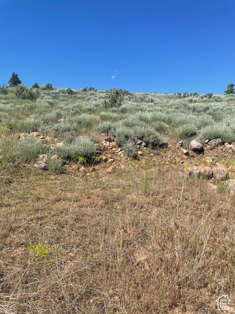 View of local wilderness