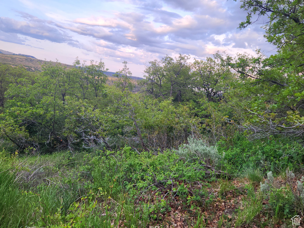 View of woods