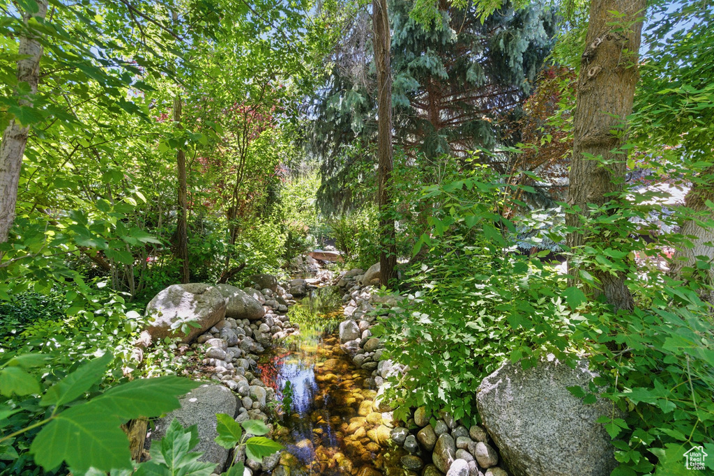 View of local wilderness