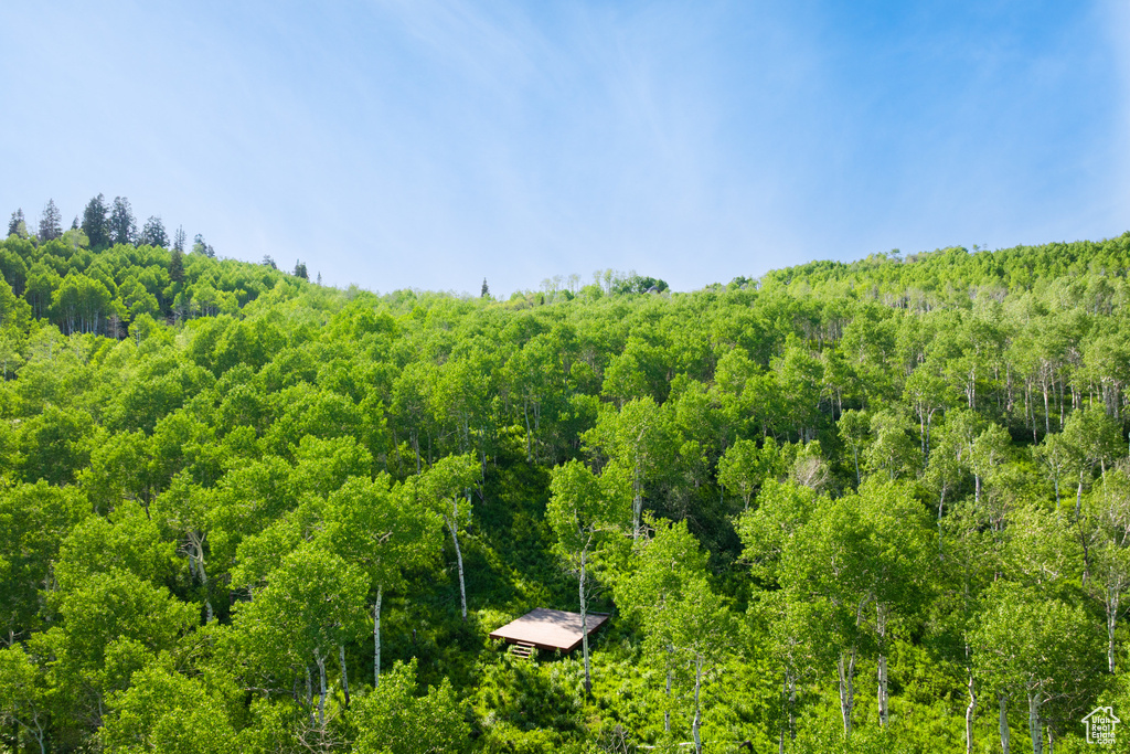 Bird\'s eye view of a forest