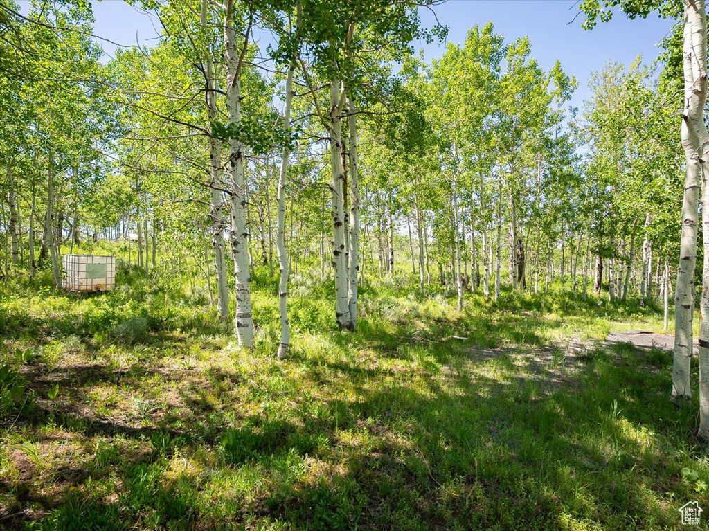 View of local wilderness