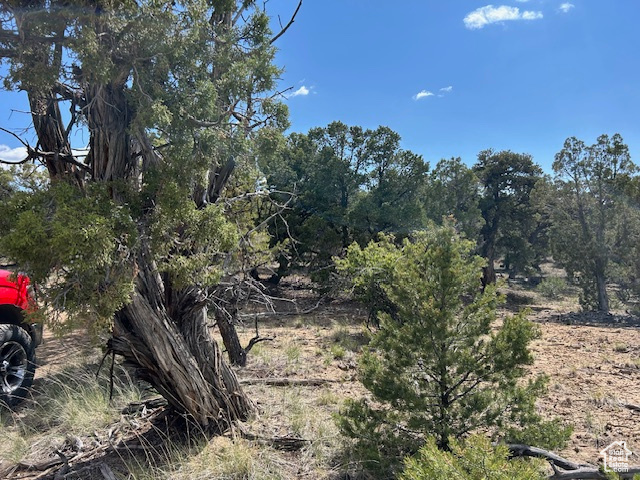 View of local wilderness