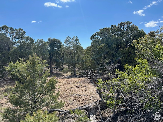 View of local wilderness