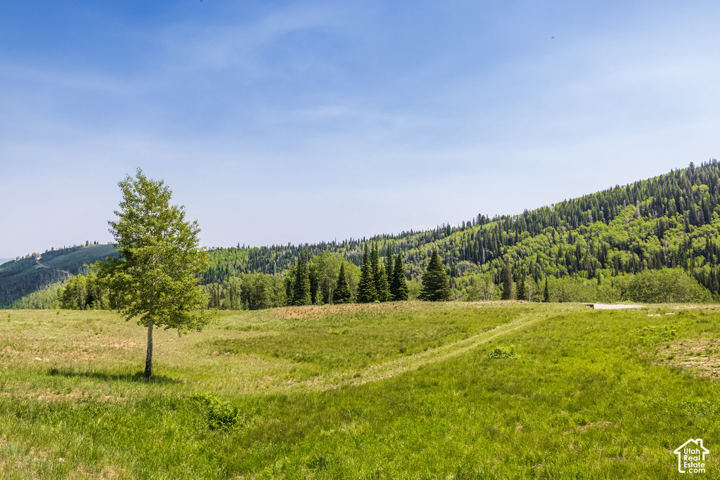 Expansive open field with natural grass