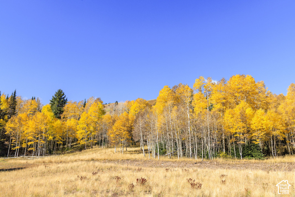 Expansive natural landscape featuring a golden meadow and a hillside covered with vibrant yellow and sparse leaf trees
