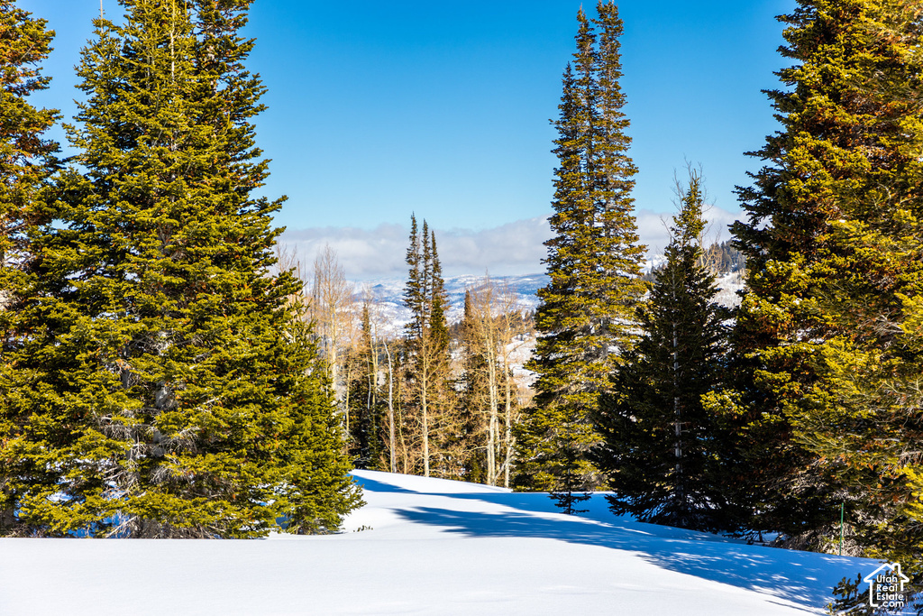 Snow-covered landscape featuring towering evergreen trees and distant mountains under a clear sky