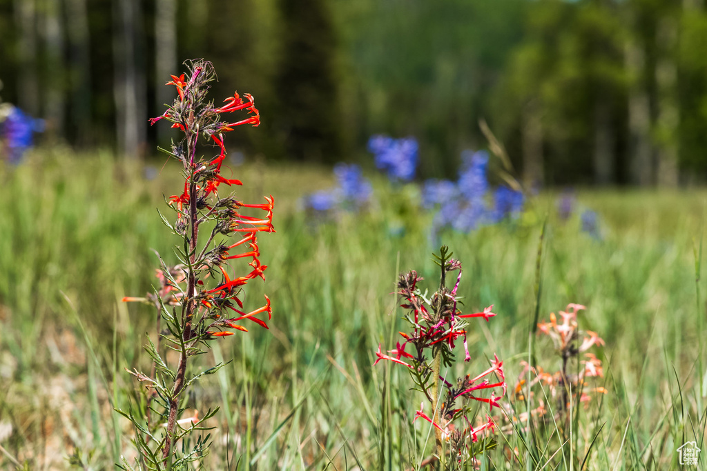 325  WHITE PINE CANYON RD Park City, UT 84060
