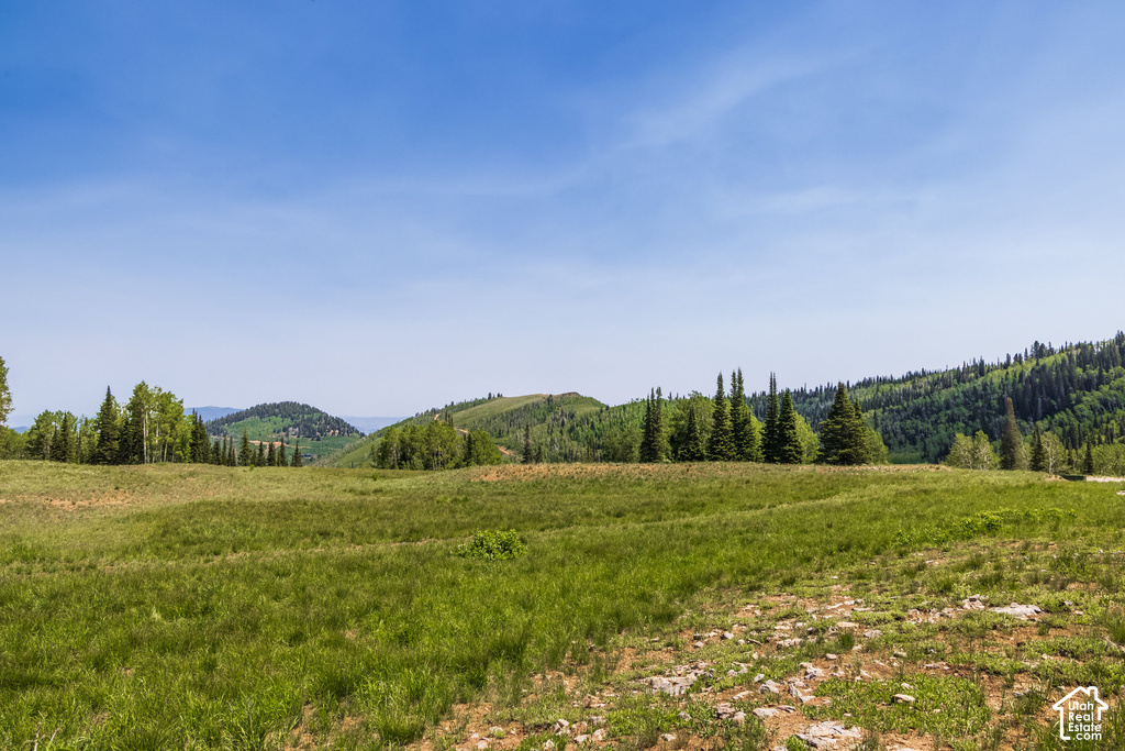 Expansive open land featuring natural grasses and distant evergreen tree lines