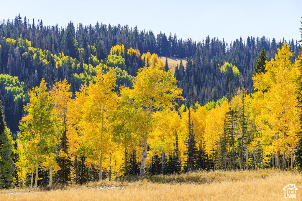 Scenic mountain landscape featuring golden deciduous trees, dark evergreen forests, and an open field with dry grasses