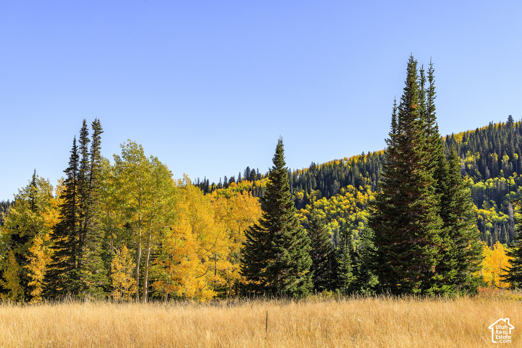 Expansive natural landscape featuring a golden-hued field
