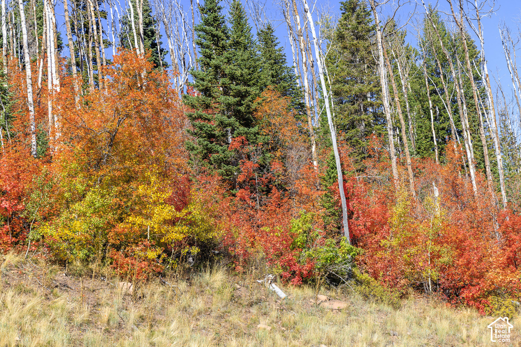 Wooded hillside featuring a vibrant mix of deciduous and evergreen trees