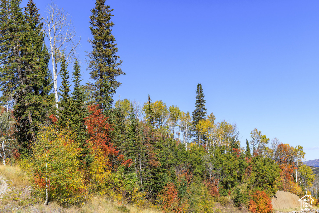 Natural landscape featuring a variety of mature trees and foliage