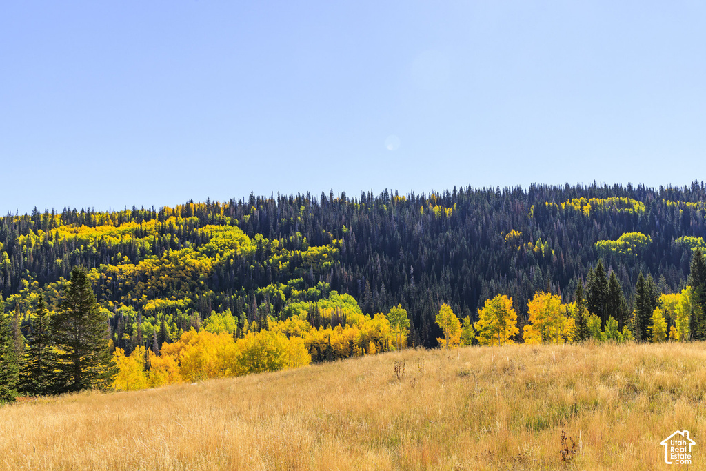 Expansive hillside featuring a golden grass foreground and a distant forest with vibrant yellow and green foliage