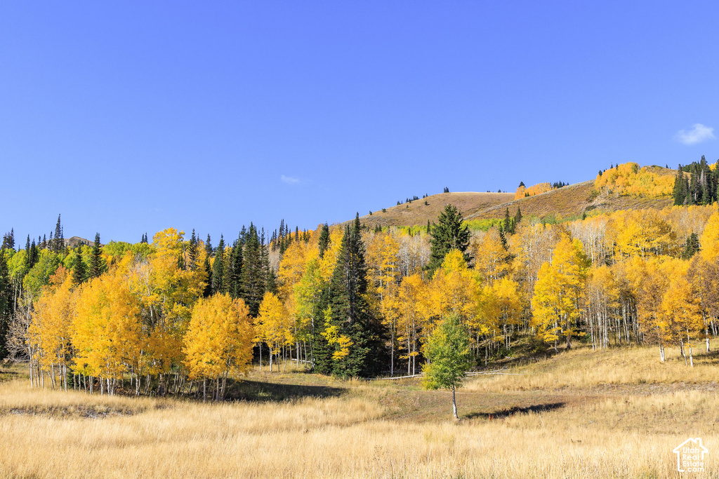 Expansive natural landscape featuring golden aspen trees and evergreen conifers across rolling hills