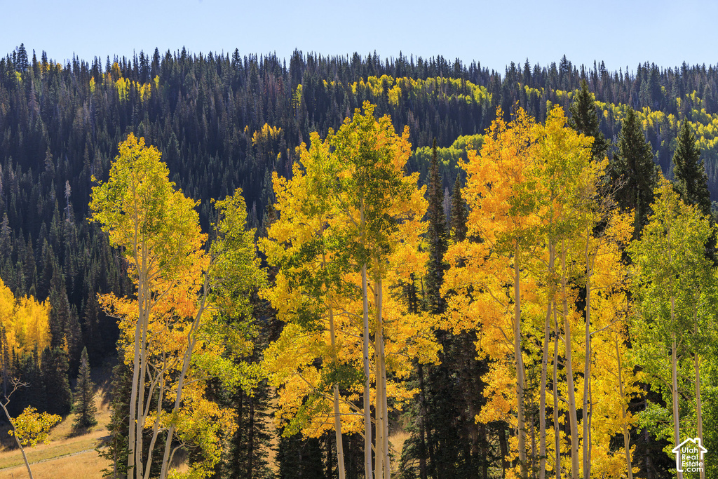 Aspen trees with vibrant yellow foliage against a backdrop of dark green conifer forests