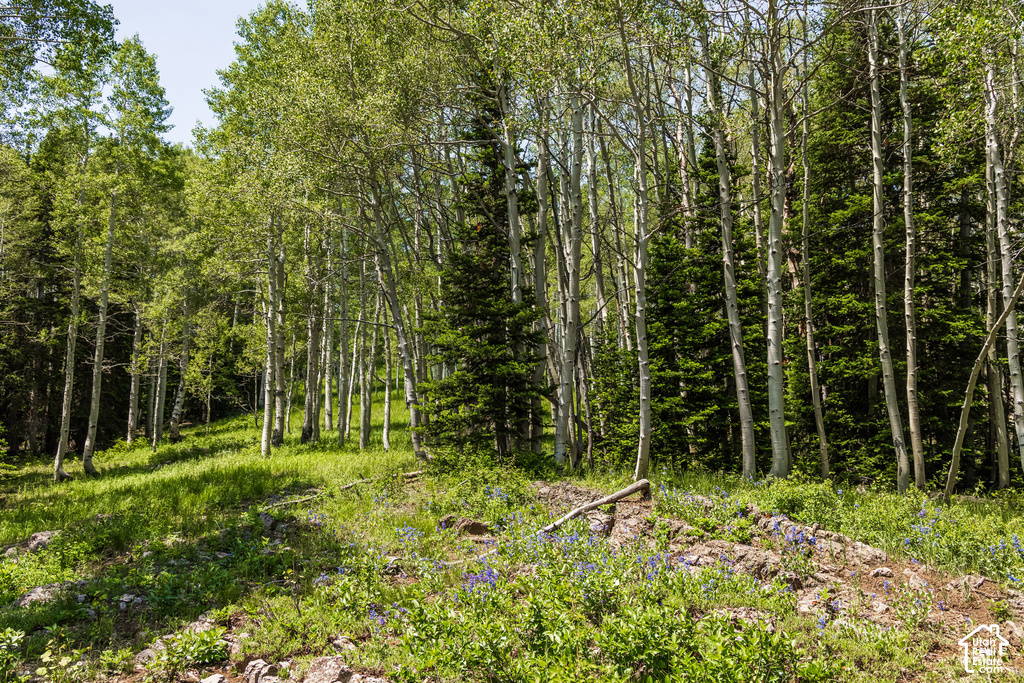 Wooded property featuring a dense collection of deciduous trees with light bark, interspersed with dark evergreen trees